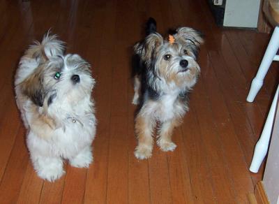 Yorkie+shih+tzu+maltese+mix