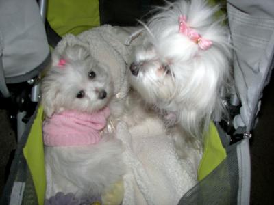 Maltese Sisters