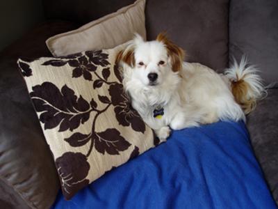 Benji relaxing on our couch