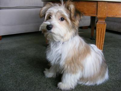 maltese and papillon mix for sale near me