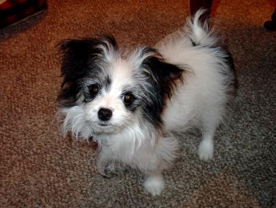 Bella Cutrone the Maltese Papillon Puppy