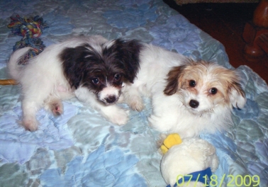 Papillon Puppies on Maltese Papillon Puppies   Trinket And Chloe