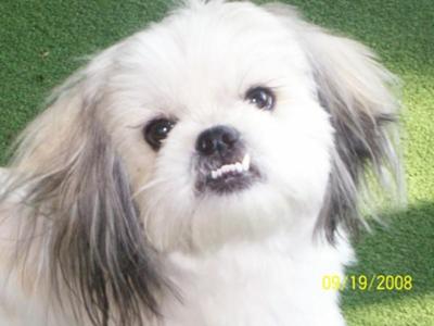 Shih+tzu+mixed+with+pekingese+puppy