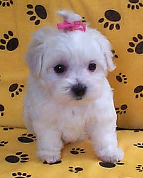 Pictures Puppies on Maltese Pekingese Puppies Chloe