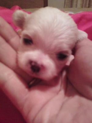 3 week old maltese puppies