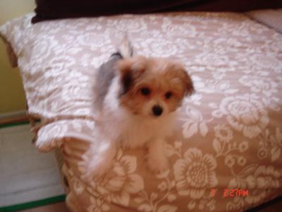 Maltese Pomeranian puppy Cody at 6 months