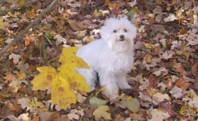Maltese Poo playing in the leaves