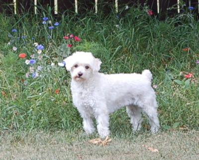 Cutest white Poodle hybrid