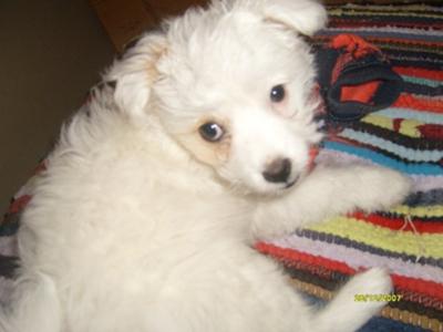 Meka the Maltipoo!