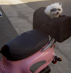 Moki Harley Rider in Training