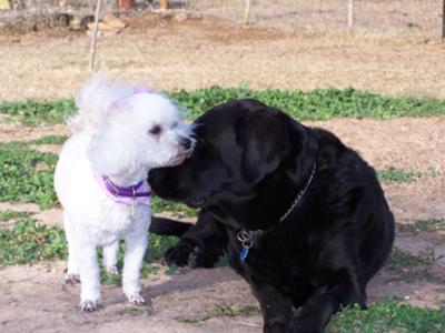 Brandy with our lab, Jasmine