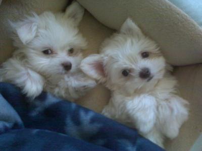 Maltese Puppies on Maltese Puppies   Hamlet   Zeus