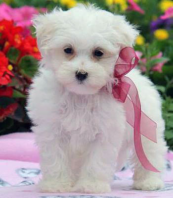 Find out how to choose the most responsible Maltese puppy breeders in your area.