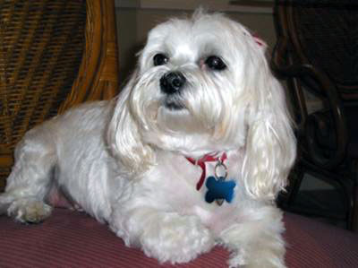 Maltese Rescue Dog - Maddie