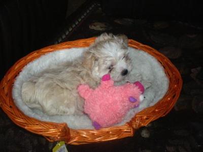 Rocco cuddles his pig like a sibling only minutes after coming home.