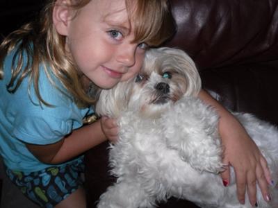 Shih+tzu+maltese+cross+dogs