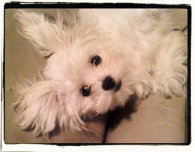 Maltese+shih+tzu+mix+puppies+for+sale+in+illinois