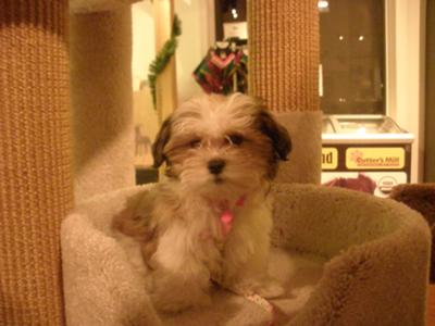 Shih+tzu+mixed+with+maltese