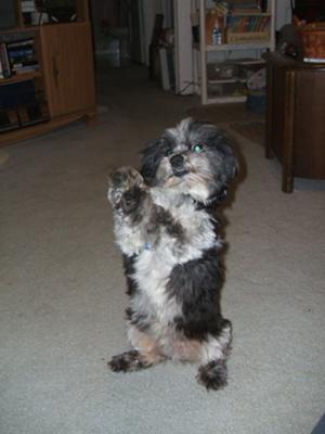 Shih+tzu+mix