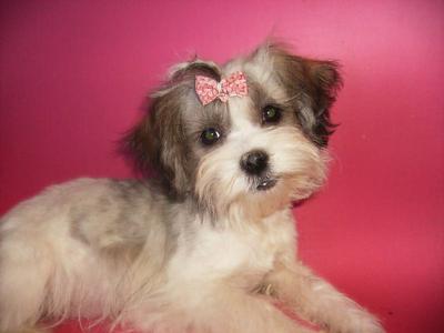 Maltese+shih+tzu+mix+puppies+for+sale+in+illinois