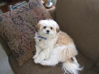 Shih+tzu+mixed+breeds+information