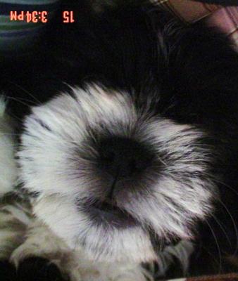 Shih Puppies Care on Maltese Shih Tzu Poodle Mix Mika 21342253 Jpg