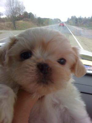 Maltese+shih+tzu+puppies+for+sale+uk