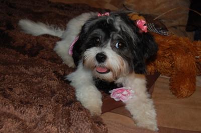 Shih+tzu+maltese+puppies+for+sale+in+michigan