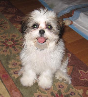Shih Tzu Maltese