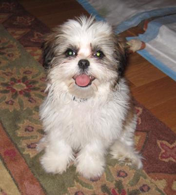 Shih  Puppies on Maltese Shih Tzu Puppies   Ginger