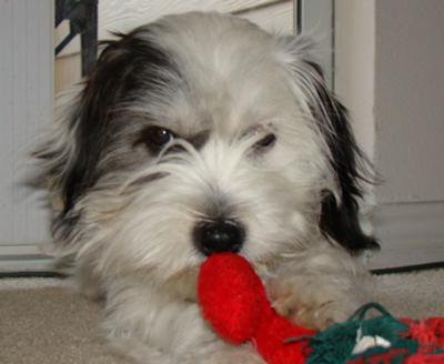 Maltese+shih+tzu+puppies+for+sale+in+michigan