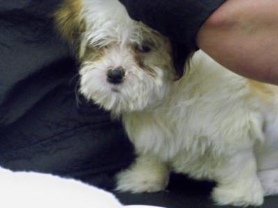 My Maltese Shih Tzu baby's first bath
