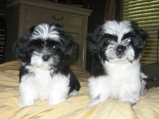 Cutie pies