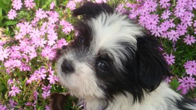 Shih+tzu+maltese+puppies+nc