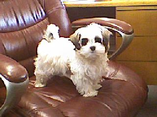 Shih+tzu+maltese+puppies+nc