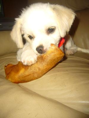 Boy is this Pigs ear good, thanks mom