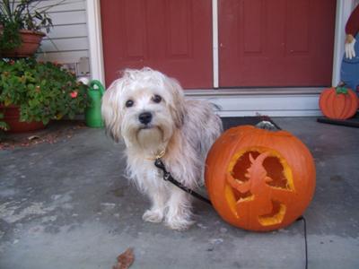 Yorkie+shih+tzu+dogs