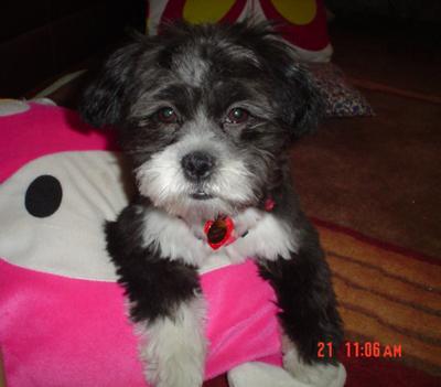 Black+shih+tzu+poodle+mix