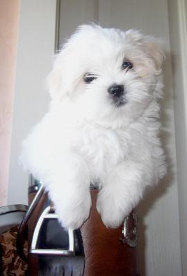 When Bella was a pup, in a little ice bucket