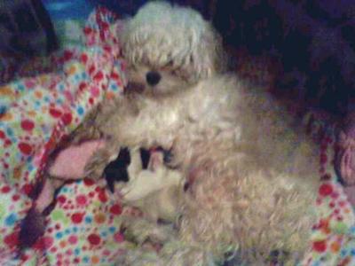 Khloe & puppies