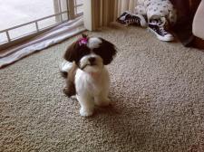 roxy after her first hair cut