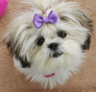 maltese mixed with a shih tzu