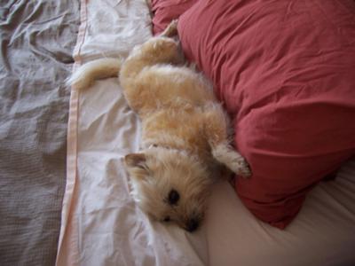 Benji having a lie down on my husband's side of the bed... shhh!