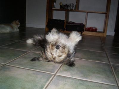 Poppy in her happy playful pose on her back! So adorable!