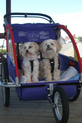 Guy and Indra out and about in their stroller