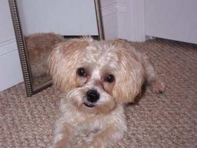 maltipoo shih tzu mix