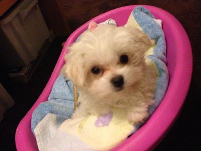 Lola the small Maltese Puppy