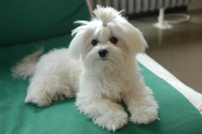 Maltese Toy, Inga, seven months old