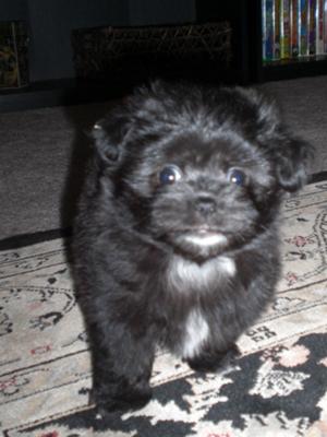 Black+shih+tzu+maltese+mix