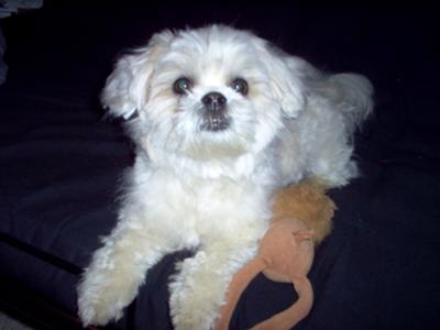 Bo with his toy lion